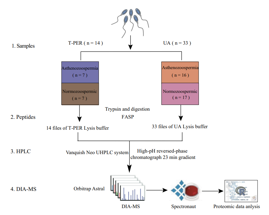 A Comprehensive Mass Spectrometry-Based Proteomic Dataset of Human Spermatozoa